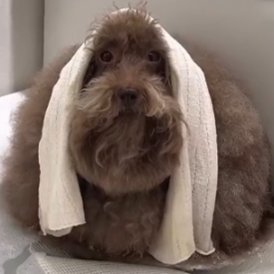 CMSwayZ's profile picture. 21 | F/A