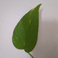 thekalyetimes (@thekalyetimes) 's Twitter Profile