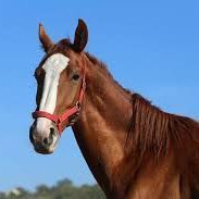 okushiba121's profile picture. 競馬と競輪・ボートレースが好き ・フォロバ100・ 固定RT返し 懸賞始めました♠︎ フォロバ100♠︎ よろしくお願いします❤︎ #懸賞仲間募集中