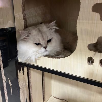 url1685323's profile picture. 