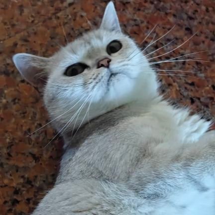 qng1290719's profile picture. 