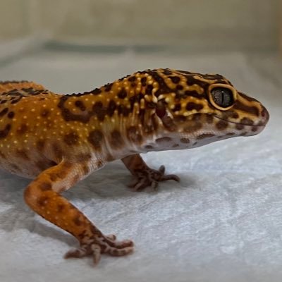 nagi_san__02's profile picture. 爬虫類飼育歴1年。うちの子(レオパ、ハイナン、ゴマバラ)について呟くためのアカウント。生き物関係のアカウント以外はフォローしません。