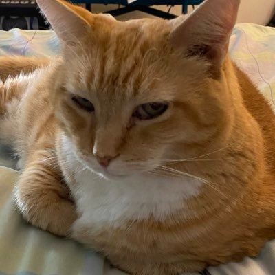 onlyloveone0711's profile picture. 🦋💙🐈🇺🇸🇺🇦🇨🇦🐾☮️