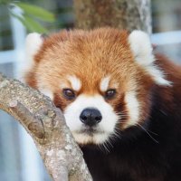 パンダ様 ☆受注制作☆木製・座布団付き・招きパンダ☆招き猫 招き猫 TAKA