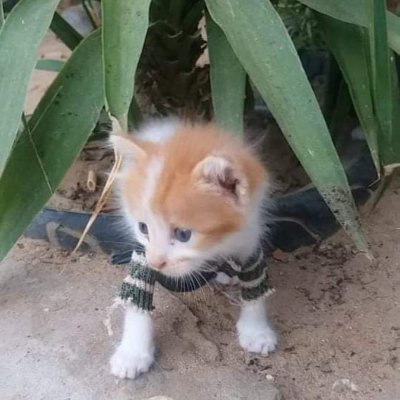 We are a family of 7 👨👩👧👦,living for over a year in painful and harsh conditions due to the aggression.
💔🥺😭
We plead for your help to save us.
🙏🇵🇸