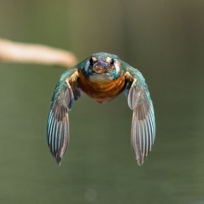 AOosterbro65768's profile picture. 