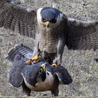 Bath Peregrines (@bathperegrines) 's Twitter Profile Photo Bath Peregrines (@bathperegrines) 's Twitter Profile Photo