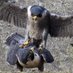 Bath Peregrines (@bathperegrines) Twitter profile photo Bath Peregrines (@bathperegrines) Twitter profile photo