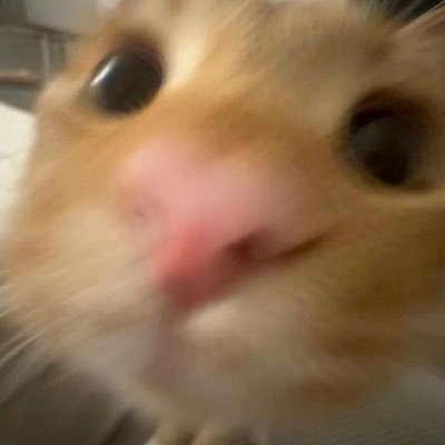 dalcom_tgl's profile picture. 모든,.,,CP를 .. 조아하는것도.. 문제가..대나요, , ?