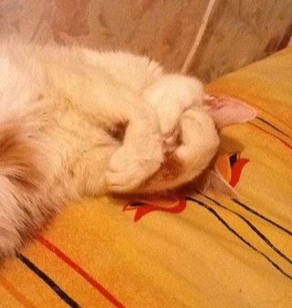 marishatul's profile picture. 