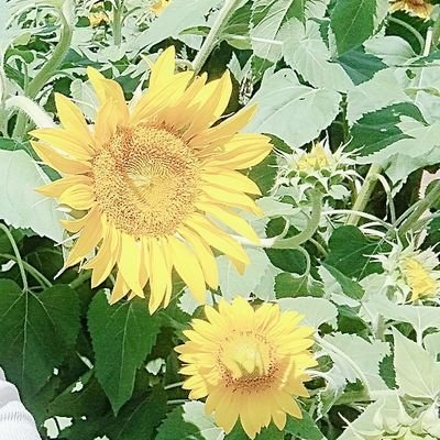 シンママで絶賛子育て中⭐️⸝⸝꙳
ポイ活/懸賞/ちりつも大事ᐢ. ̫ .ᐢ
ラーメンお肉大好き😚💗 SnowManめめ担⛄🖤
日常のこともたまに書くよ🌈 💕🎶