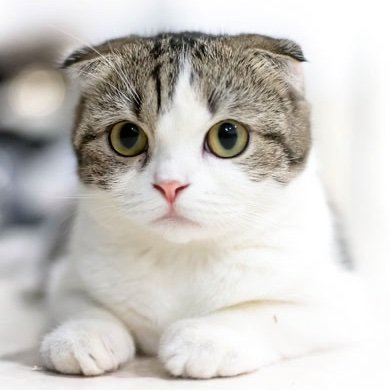 可愛い猫ちゃん見て癒されましょ〜🐈 #相互フォロー #猫好き