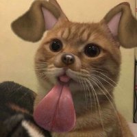 irfahaha (@luvthevib3) 's Twitter Profile