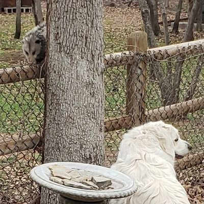 brian135791113's profile picture. Patriot

Sorry no dm's. Can't keep up and then there's the scammers!