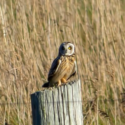 Elliot_Birding's profile picture. Birder from County Kerry, Ireland.