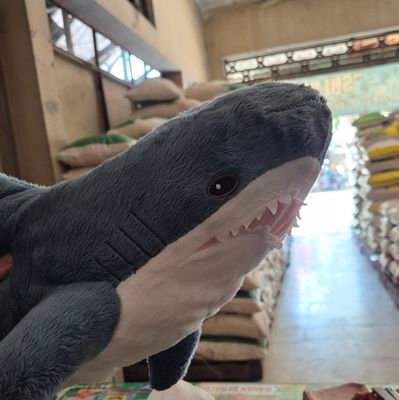 엄마 상어 🦈🫶🏻