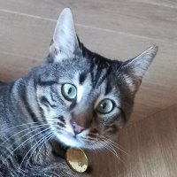 Begbie Sinefil ve Morikko Güdübuk (@begbullah) 's Twitter Profile Photo