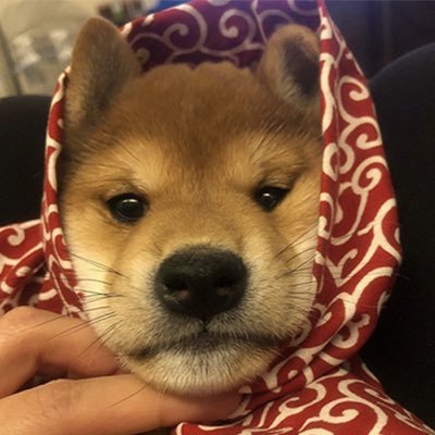 ArchieCoinSol's profile picture. https://t.co/w5KGjLzdXE