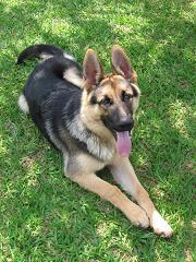 dogtraining_net's profile picture. I am Tom and this is my dog Otto. I am setting up a website with dog training information.