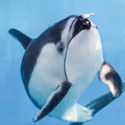 suiseizoku's profile picture. カマイルカとイロワケイルカ大好きな人間。ツートン模様の小さいイルカは最高だぞ！！自己満写真垢