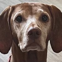 Debra Fulton 💜 (@tilleymylily) Twitter profile photo