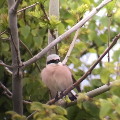 Old time birder with interests in migration and breeding biology