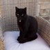 Cat and Dogs Mammy (@trishbhayden) Twitter profile photo Cat and Dogs Mammy (@trishbhayden) Twitter profile photo