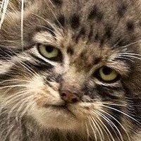 Resurrexit (@resurrexitagain) 's Twitter Profile Photo Resurrexit (@resurrexitagain) 's Twitter Profile Photo
