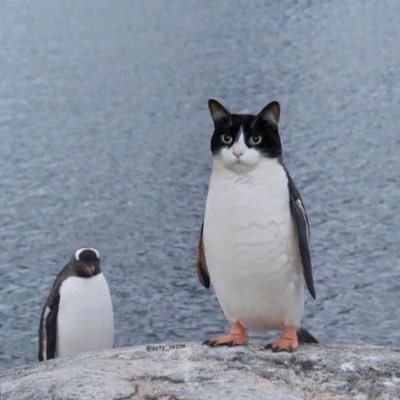 mon1caleao's profile picture. sei lá