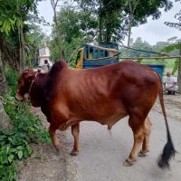 Amin Raju (@rajuamin83) 's Twitter Profile