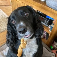 Harry Lime (@harrystaxi) 's Twitter Profile