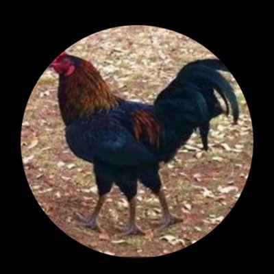 I love music, my country, and guitars. MAGA proud. No DMs No Crypto you will be blocked! Former oilfield worker in north Alaska. Uncle Sig P365 now living in KY