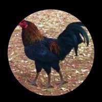 Rafester27 ๐บ๐ธ๐บ๐ธ๐บ๐ธ๐บ๐ธ๐บ๐ธ (@rafester27) 's Twitter Profile