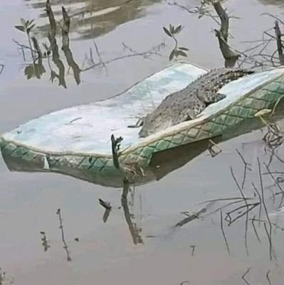 kingcoryrise's profile picture. live ,laugh,  love