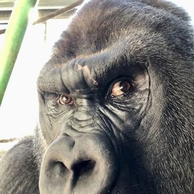 flashdeivinson's profile picture. 