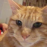 Shawyer (@shawyerlaxs) 's Twitter Profile