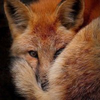 FOX (@foxisback03) 's Twitter Profile