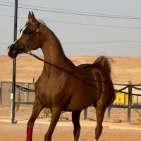 Abduullah (@alm_f15) 's Twitter Profile