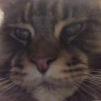 Erlend (@nezoxy_y) 's Twitter Profile