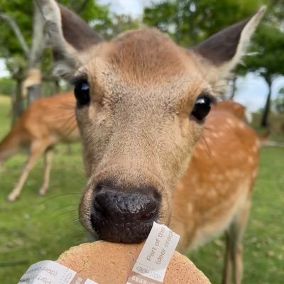 neru_nara's profile picture. #シーライクス (2024.7〜) / ’93 / INFJ / 元看護師 →理想の生き方を模索中✨/ 季節を感じながら暮らしたい🍃 / 寝る前に #水曜どうでしょう を観るのが趣味です
