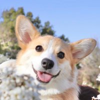 ãã£ãœã³ãŒã®ãŒã®ãŸããã (@mugimaru8787) 's Twitter Profile Photo ãã£ãœã³ãŒã®ãŒã®ãŸããã (@mugimaru8787) 's Twitter Profile Photo