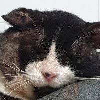 NN (@nentvig2) 's Twitter Profile