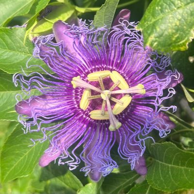 willhite007's profile picture. 