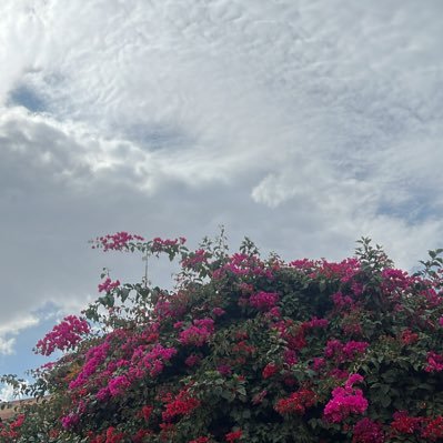 xshox_66's profile picture. Keep your hopes up! God is with you🤍