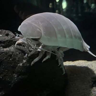 さてらさんのプロフィール画像