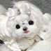 あまり (@tati726831) Twitter profile photo あまり (@tati726831) Twitter profile photo