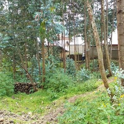 BlessingMuvara's profile picture. parent,  Dad , citizen ,content  creator