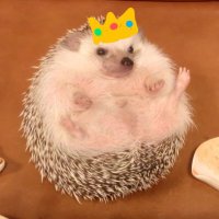 萬丸 (@king_of_manju) 's Twitter Profile