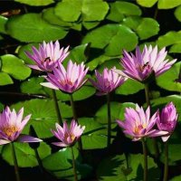 Dimage Saga (@dimagesaga) 's Twitter Profile Photo