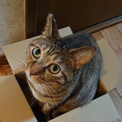 麦わら猫、または茶系のキジトラを探しています。花ちゃん3歳。右耳がまっすぐカットされています。尻尾が長くしましま模様です。横浜市金沢区です。 Instagram mie5265